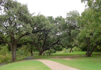 Seiders Oaks _ Famous tree of Texas